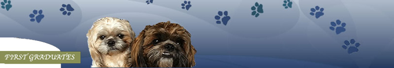 Any Dog Training